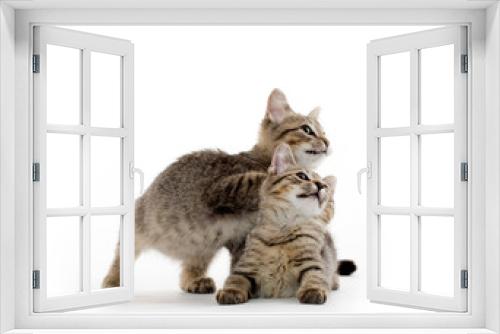 Fototapeta Naklejka Na Ścianę Okno 3D - Two tabby kittens