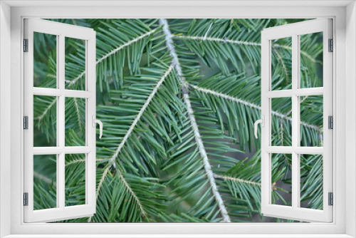 Fototapeta Naklejka Na Ścianę Okno 3D - green branches of a pine tree macro, short needles of a coniferous tree close-up on a green background, texture of needles of a Christmas tree close-up, christmas tree branches, texture of needles 

