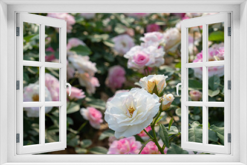 Fototapeta Naklejka Na Ścianę Okno 3D - Rose Festival from April to May, Rose Garden, Pink White Yellow Roses