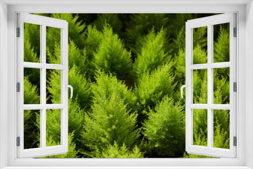 Fototapeta Naklejka Na Ścianę Okno 3D - close up of green Christmas tree