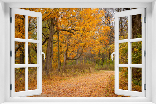Fototapeta Naklejka Na Ścianę Okno 3D - Fall foliage