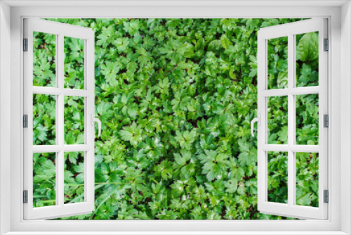 Fototapeta Naklejka Na Ścianę Okno 3D - texture, background of Waldsteinia ternata leaves, top view, selective focus