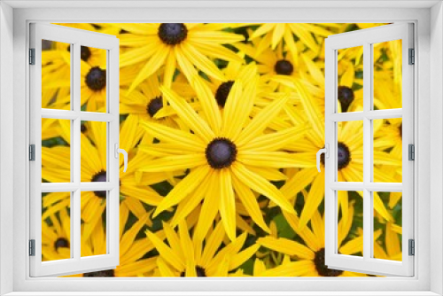 Fototapeta Naklejka Na Ścianę Okno 3D - Close up of bright yellow, starshaped flowers