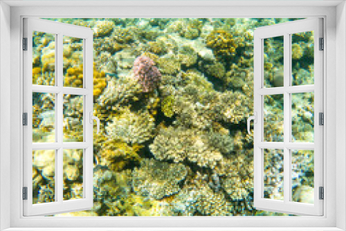 Fototapeta Naklejka Na Ścianę Okno 3D - Coral reef under sea water.