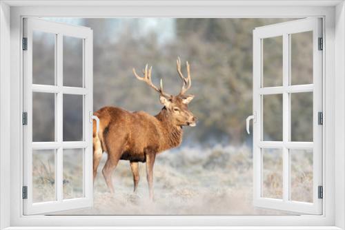 Fototapeta Naklejka Na Ścianę Okno 3D - Close up of a Red deer stag in winter