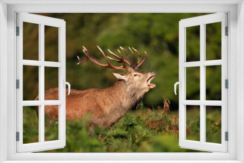 Fototapeta Naklejka Na Ścianę Okno 3D - Red deer stag calling during rutting season in autumn