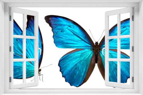 Fototapeta Naklejka Na Ścianę Okno 3D - beautiful butterfly isolated on white