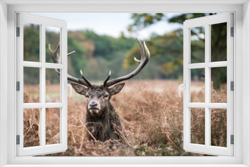 Fototapeta Naklejka Na Ścianę Okno 3D - Red deer stag during rutting season in Autumn