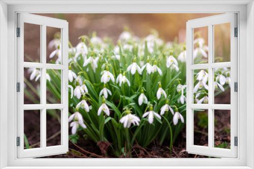 Fototapeta Naklejka Na Ścianę Okno 3D - The first snowdrops in spring. Spring primroses, snowdrops in the garden, sunlight. Blossoming of a large bouquet of white flowers.
