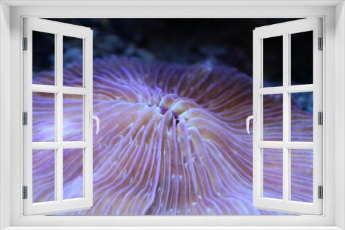 Fototapeta Naklejka Na Ścianę Okno 3D - anemone macro