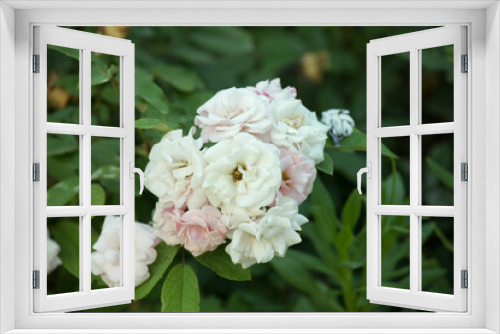 Fototapeta Naklejka Na Ścianę Okno 3D - White and pink Wild flowers growing in a green plant on a park in Lima Peru