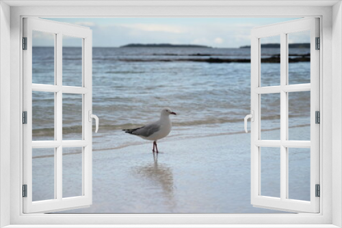 Fototapeta Naklejka Na Ścianę Okno 3D - An alone bird on the beach