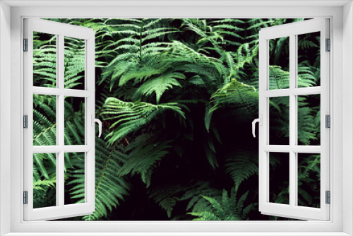 Fototapeta Naklejka Na Ścianę Okno 3D - Green ferns and dark shadows