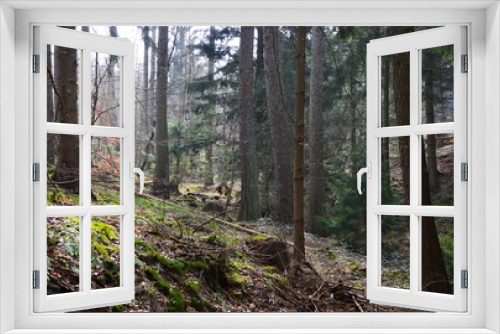 Fototapeta Naklejka Na Ścianę Okno 3D - Forest in the Mountains Deister, Barsinghausen, Lower Saxony