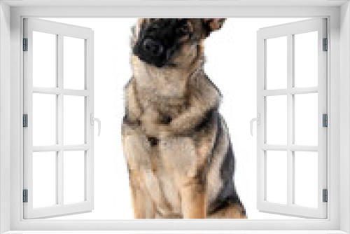 Fototapeta Naklejka Na Ścianę Okno 3D - young german shepherd