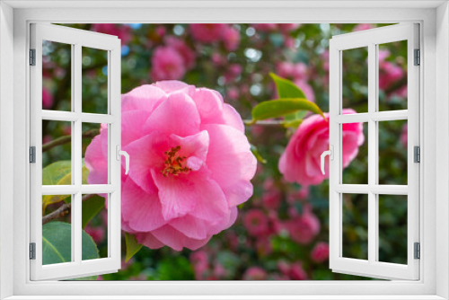 Fototapeta Naklejka Na Ścianę Okno 3D - Japanese Camellia flowers, Camelia Japonica in the springtime garden with nice bokeh background