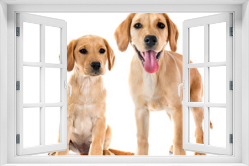 Fototapeta Naklejka Na Ścianę Okno 3D - puppies labrador retriever