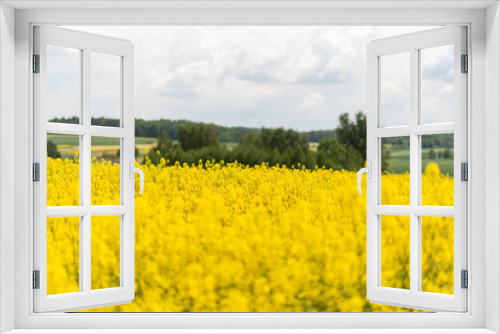 Fototapeta Naklejka Na Ścianę Okno 3D - Canola or rapeseed field with blue cloudy sky on sunny day with green rural landscape in background, canola (Brassica napus) blooming yellow, Rapsfeld 