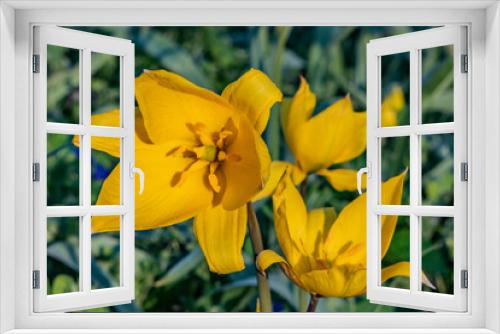 Fototapeta Naklejka Na Ścianę Okno 3D - Wild Tulip Bloom, York County Pennsylvania USA, Pennsylvania