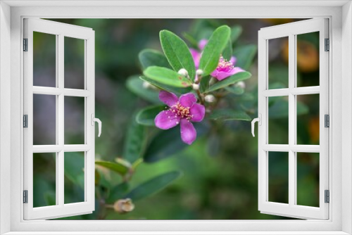 Fototapeta Naklejka Na Ścianę Okno 3D - Flowers of a rose myrtle, Rhodomyrtus tomentosa
