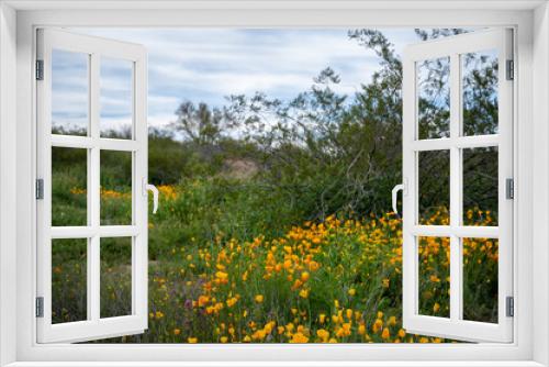 Fototapeta Naklejka Na Ścianę Okno 3D - Poppies Arizona Spring 