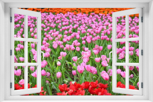 Fototapeta Naklejka Na Ścianę Okno 3D - beautiful pink and red tulip in the garden