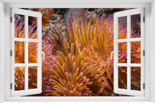 Fototapeta Naklejka Na Ścianę Okno 3D - Close up of an orange Feather-duster worm or giant fanworm (Sabellastarte longa) with purple tips, feeding on the reef underwater