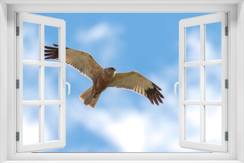 Fototapeta Naklejka Na Ścianę Okno 3D - Western marsh harrier flying in the sky