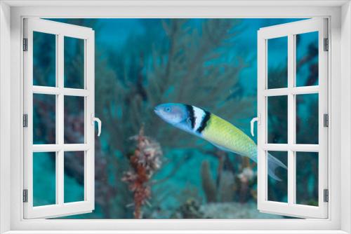 Fototapeta Naklejka Na Ścianę Okno 3D - Bluehead wrasse on coral reef