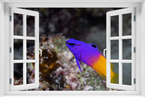 Fototapeta Naklejka Na Ścianę Okno 3D - Fairy basslet swimming on reef