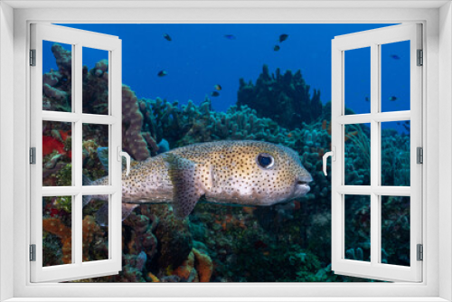 Fototapeta Naklejka Na Ścianę Okno 3D - Porcupinefish swimming in the reef