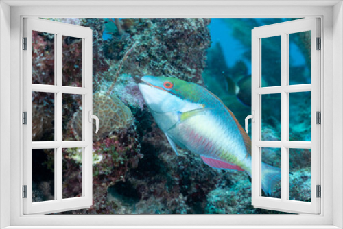 Fototapeta Naklejka Na Ścianę Okno 3D - Redband parrotfish swimming in reef