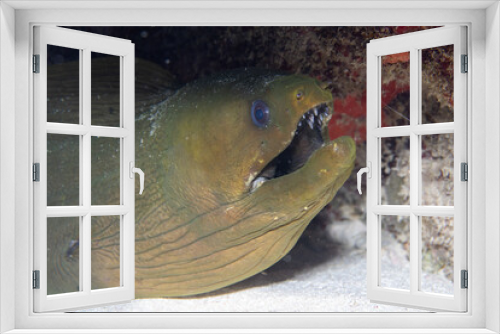 Fototapeta Naklejka Na Ścianę Okno 3D - Green moray closeup