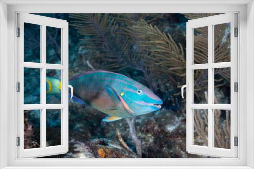 Fototapeta Naklejka Na Ścianę Okno 3D - Stoplight parrotfish