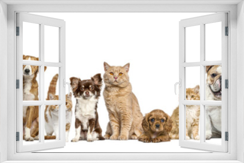 Fototapeta Naklejka Na Ścianę Okno 3D - Group of cats and dogs isolated on yellow background, Banner. Remastered.