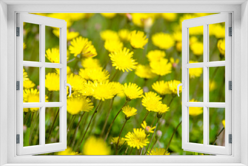 Fototapeta Naklejka Na Ścianę Okno 3D - Yellow dandelions blooming on grass background
