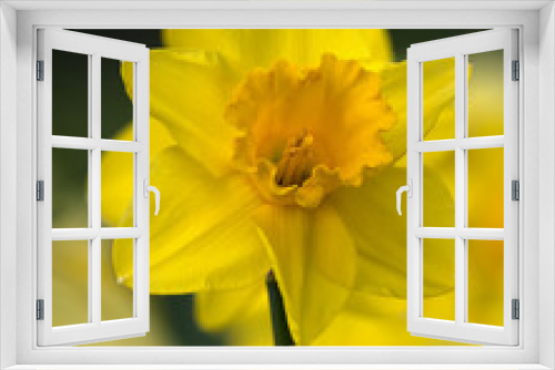 Fototapeta Naklejka Na Ścianę Okno 3D - Flowers of Narcissus 'Carlton' in a garden in Spring