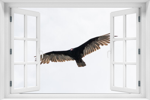 Fototapeta Naklejka Na Ścianę Okno 3D - Jote de cabeza colorada (Cathartes aura) volando