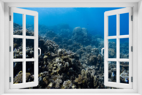 Fototapeta Naklejka Na Ścianę Okno 3D - Underwater scene with exotic fishes and coral reef of the Red Sea
