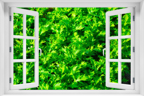 Fototapeta Naklejka Na Ścianę Okno 3D - Green arugula plants carefully growing in the garden