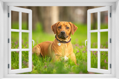 Fototapeta Naklejka Na Ścianę Okno 3D - ridgeback dog in green grass