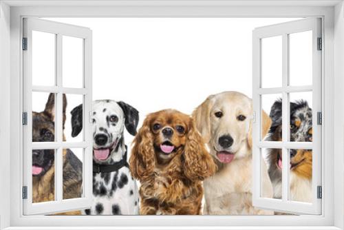 Fototapeta Naklejka Na Ścianę Okno 3D - Row of different size and breed dogs over white horizontal social media or web banner with copy space for text. Dogs are looking at the camera, some cute, panting or happy