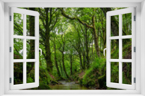 Fototapeta Naklejka Na Ścianę Okno 3D - Woodland stream in Cornwall england uk 