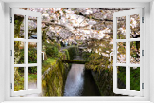 Fototapeta Naklejka Na Ścianę Okno 3D - Looking through the blossoming cherry trees onto a canal. It's a sunny spring morning on the Philosopher's Path in Kyoto Japan.