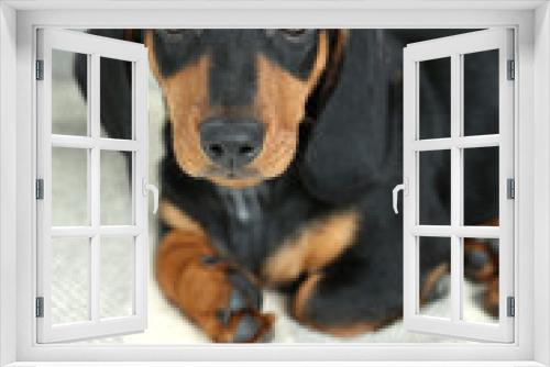 Fototapeta Naklejka Na Ścianę Okno 3D - Little cute dachshund puppy