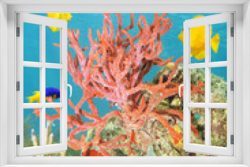 Fototapeta Naklejka Na Ścianę Okno 3D - Rope sponge and colorful tropical fish