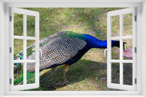 Fototapeta Naklejka Na Ścianę Okno 3D - Paw. Ptak w parku. Pawie pióra.