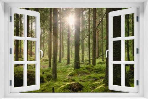 Fototapeta Naklejka Na Ścianę Okno 3D - Beautiful forest landscape in summer