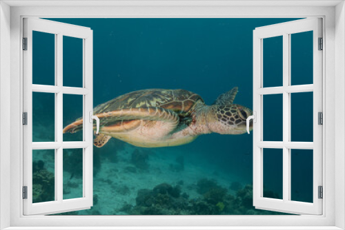 Fototapeta Naklejka Na Ścianę Okno 3D - Hawksbill sea turtle at the Sea of the Philippines
