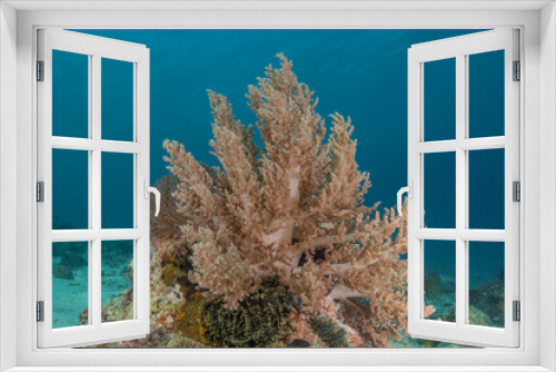 Fototapeta Naklejka Na Ścianę Okno 3D - Coral reef and water plants at the sea of Philippines

